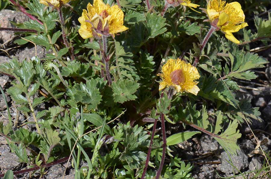 Geum reptans